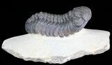 Bargain, Austerops Trilobite - Morocco #68604-1